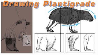 Mastering Plantigrade Animal Drawing Tips and Techniques for Realistic Results Friday 156 [upl. by Evyn]