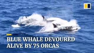 Blue whale devoured alive by 75 orcas off coast of Australia [upl. by Adnof]