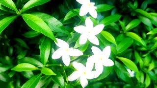 New Flower Blossom of Garden  Gardening Video [upl. by Ayekat]