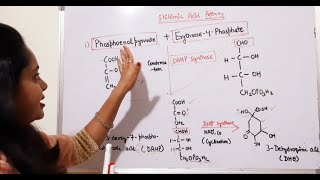 Shikimic acid pathway [upl. by Marwin]