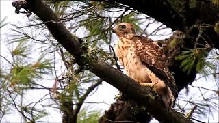 Broadwinged hawk fledgling looking around 22124 [upl. by Pollitt]