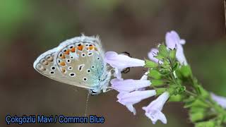 Çokgözlü Mavi  Common Blue  Polyommatus icarus [upl. by Eelyam]