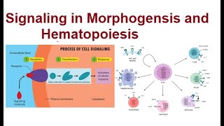 Signal Transduction Pathways in Morphogenesis and Hematopoiesis  2024 [upl. by Amsden]