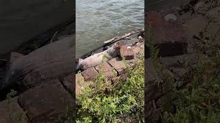 dead fish water aqua fishing largemouthbass bass bassfishing hudsonriver toxic dirtyfish [upl. by Aihsel]