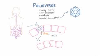 Polio Pathophysiology [upl. by Enihpled]