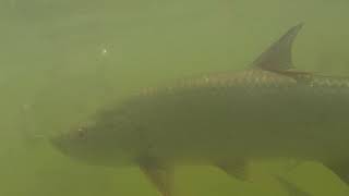 GoPro Tarpon at Robbies in the Florida Keys [upl. by Ennahgem766]