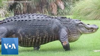 Massive alligator casually walks across golf course [upl. by Lorna]