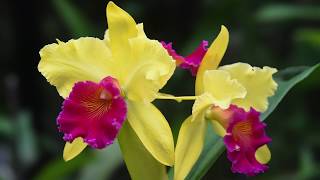 Growing and Repotting Cattleya Orchids [upl. by Waxler]