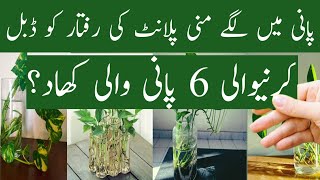 water money plant fertilizer pani mein money plant ki growth kaise badhaye [upl. by Deyes]