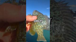 Fishing with LIVE BAIT on a tiny rod 🐟🎣 fishing livebait [upl. by Nivlam]