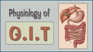 Easy Physiology  GIT  2Salivary Secretion amp Swallowing Mechanism [upl. by Boylan446]