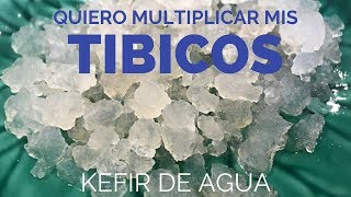 Cómo multiplicar mis TIBICOS KEFIR DE AGUA [upl. by Hajidahk]