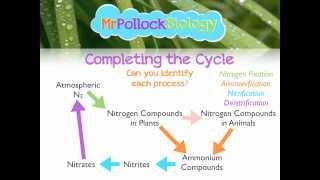 MrPollockBiology QampA 2 Nitrogen Cycle [upl. by Kyd]