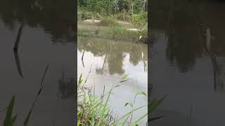 Poko e manceeng fishing tawes [upl. by Ntisuj]