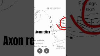 Axon reflex [upl. by Llerdnek]