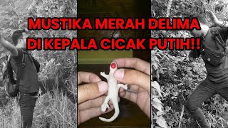 DETIKDETIK PENANGKAPAN MUSTIKA MERAH DELIMA DI KEPALA CICAK PUTIH GHOIB [upl. by Humphrey470]