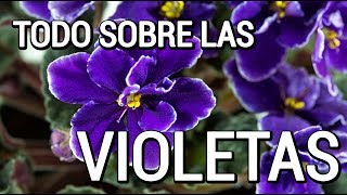 Aprende como cuidar de las violetas [upl. by Krysta]