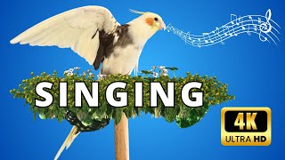 Training cockatiels to sing  تدريب الكوكتيل على الغناء 🦜🌿 [upl. by Jdavie356]