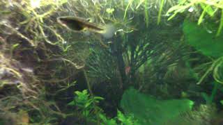 Keeping and Breeding Least Killifish Heterandria Formosa [upl. by Ylra]