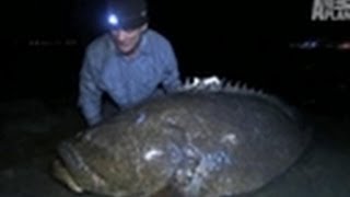 350lb American Grouper  River Monsters [upl. by Yleme124]