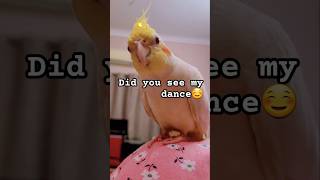 The Cockatiel Dance Sensation ✨️ 👈🏻 cockatiel parrot birds trendingshorts ytshorts [upl. by Markos954]