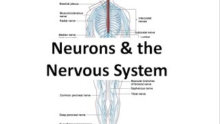 Neurons amp the Nervous System honors biology [upl. by Adiesirb]