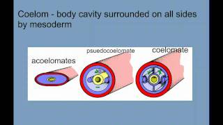 Invertebrate Diversity Part 1  Porifera to Annelids [upl. by Mungo339]