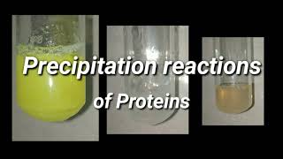 Isolation of Casein Protein from Milk  Casein Protein Isolation How to Isolate Casein Protein [upl. by Eilahs371]