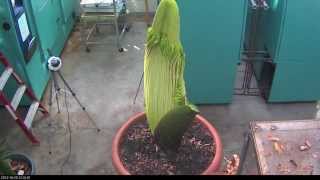 Perry the Corpse Flower Full Bloom Cycle 2013 [upl. by Amahs256]