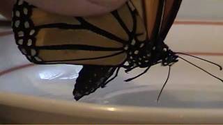 Hand feeding a Monarch Butterfly  Don Barber [upl. by Thilde357]