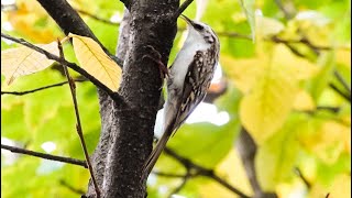 Treecreeper  Waldbaumläufer [upl. by Esoranna]