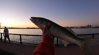 SHORE JIGGING FOR EARLY FALL WALLEYE  DETROIT RIVER FISHING [upl. by Maddock]