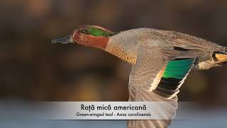 Rață mică americană  Green winged teal  Anas carolinensis [upl. by Lamraj]