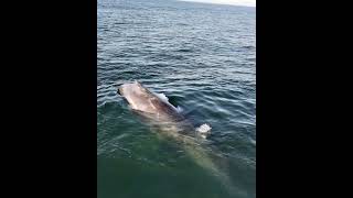 Have you ever been sprayed with whale snot Smells like broccoli 🥦 😂 whalewatching humpbacks [upl. by Xam]