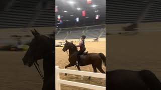 Not my best ride got two third places horse saddleseat show academy pony kentucky arabain [upl. by Ahseyk]