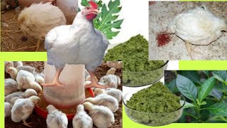 Herbal mixture to control stubborn coccidiosis in broilers  practical ways to prevent coccidiosis [upl. by Acirtap]