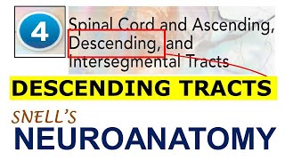 Chp4 DESCENDING TRACTS ALL  NeuroAnatomy  Snells NeuroAnatomy [upl. by Annalise]