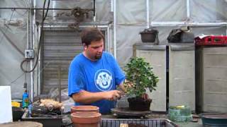 Repotting a stock tree into a Bonsai pot [upl. by Erna]