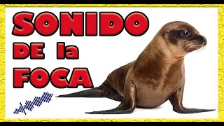 🦦SONIDO de la FOCA🦦 Visión en 3D 🦦 [upl. by Akere]