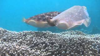 Giant cuttlefish Mating and Egg laying [upl. by Ordnajela]