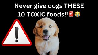 Top 10 most DANGEROUS foods dogs should NEVER eat🚨⚠️🍟 [upl. by Musa]