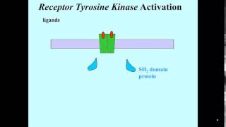 Receptor kinase ligand binding [upl. by Einiar]