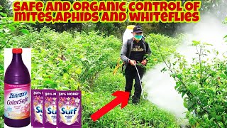 How to Eliminate Mites Aphids and Whiteflies  Cheap and Effective [upl. by Nalani]