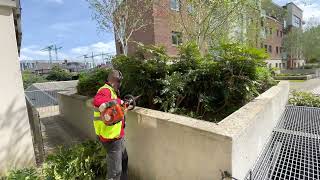 Daily job Cutting back Mahonia shrubs [upl. by Nama]