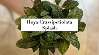 102723 Hoya Crassipetiolata Splash [upl. by Ermanno]