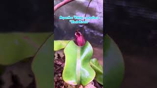 Nepenthes ‘Viking’ x Ampullaria “Black Miracle” carnivorousplant plantlover pitcherplant garden [upl. by Yraeht894]