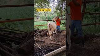 time aayega dairy farm madhu vlogs dairy farm special jaydeep jyoti dairy farm malwa farm [upl. by Ycnalc]