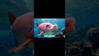 Awesome PigFish 😍😱 shorts pigfish pig viral dogfish short ai [upl. by Mordy]