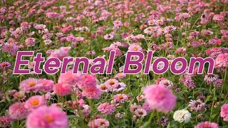 Eternal Bloom LYRICS [upl. by Tnecillim]