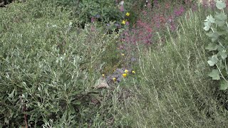 Chaparral Bush Mallow California Sagebrush and Buckwheat Hybrid Cluster  Ep22 [upl. by Bathsheeb943]